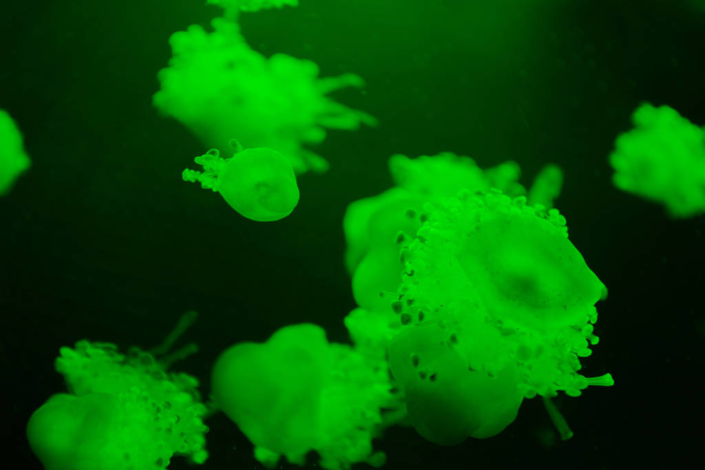 Селективный фокус медуз кассиопеи с зеленым неоновым светом на темном фоне
 - Фото, изображение