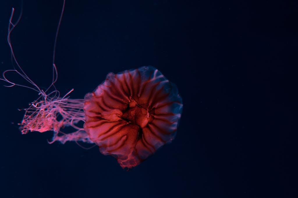Kompas kwallen met tentakels in roze neon licht op donkere achtergrond - Foto, afbeelding