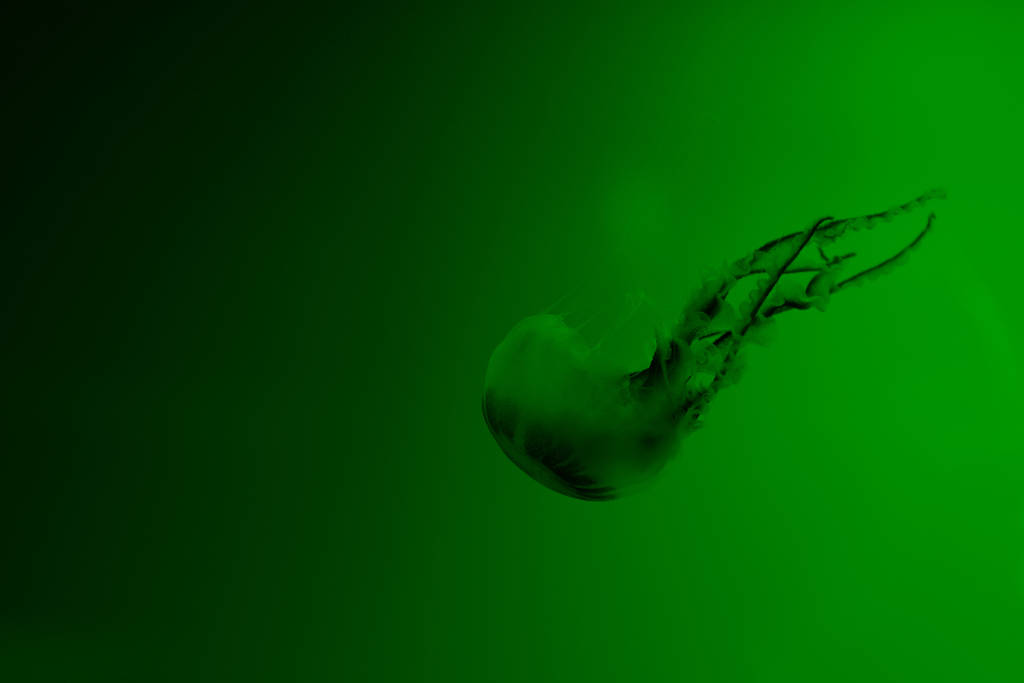 Jellyfish with tentacles on green background - Photo, Image
