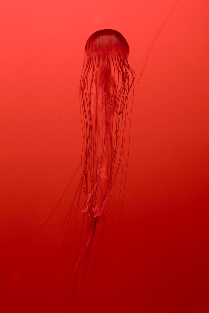 Japanische Nesselqualle auf rotem Hintergrund - Foto, Bild