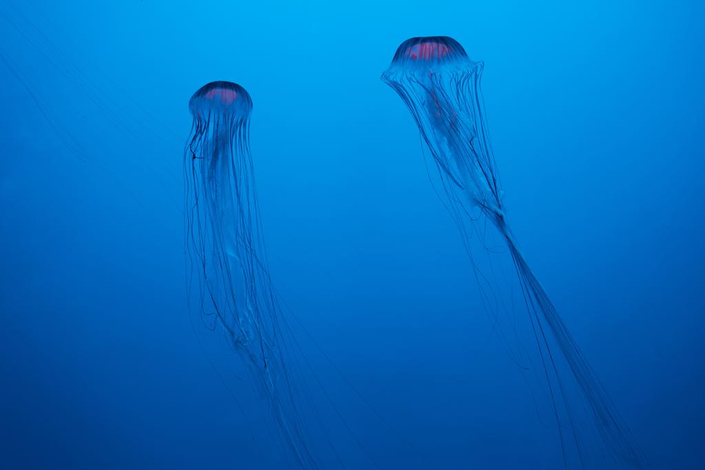 Японские морские медузы на синем фоне
 - Фото, изображение