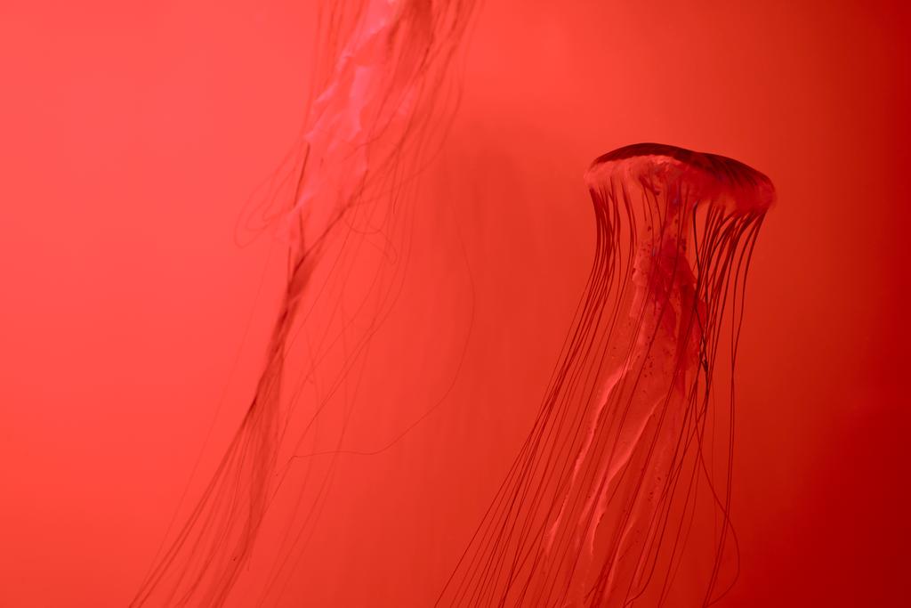 Kaksi japanilainen meri nokkosen meduusat punaisella taustalla
 - Valokuva, kuva