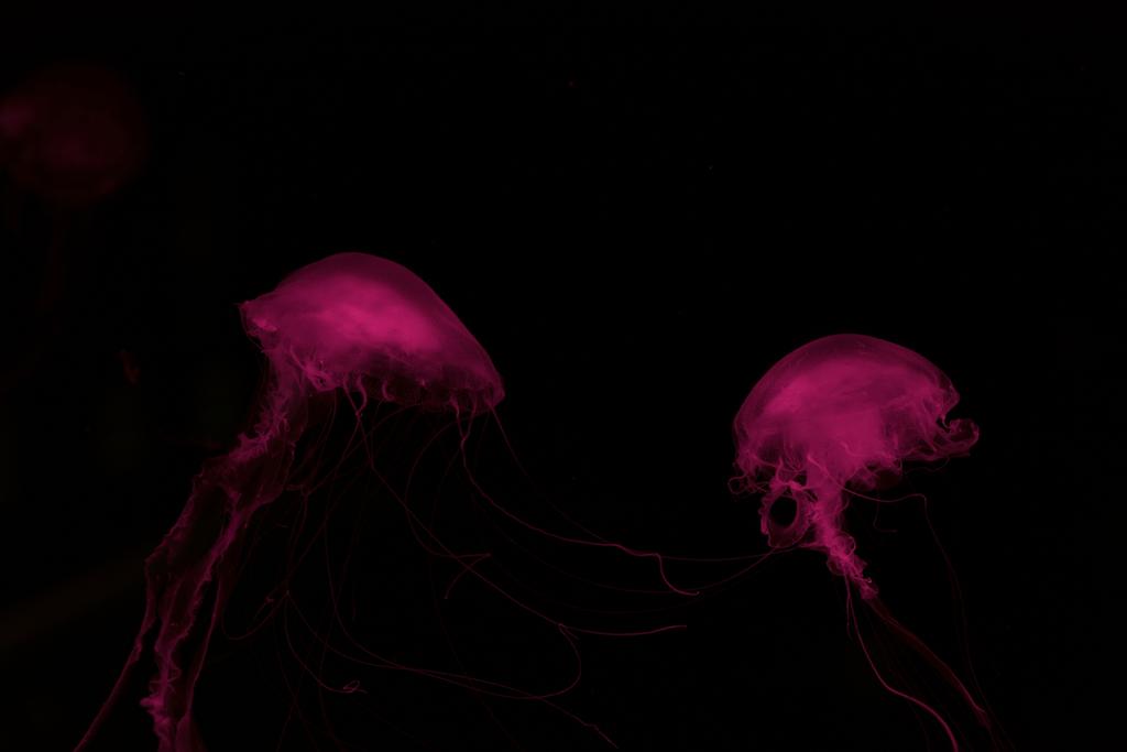 Две медузы в розовом неоновом свете на черном фоне
 - Фото, изображение