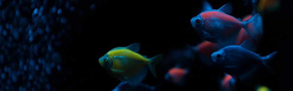 Panoramische opname van vissen met neon licht op donkere achtergrond - Foto, afbeelding