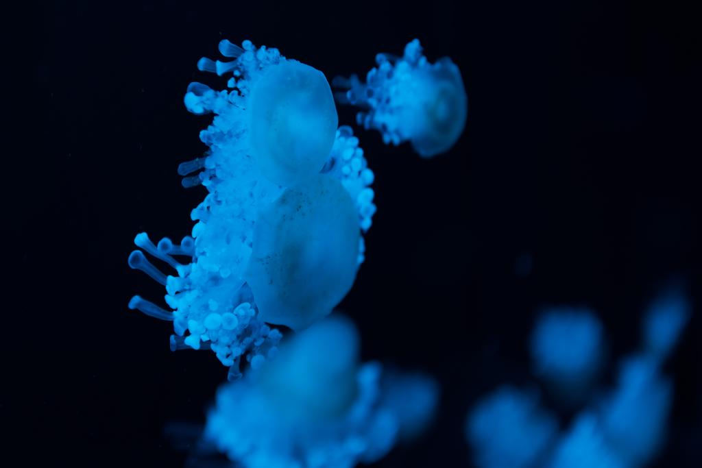 Selective focus of cassiopea jellyfishes in blue neon light on black background - Photo, Image
