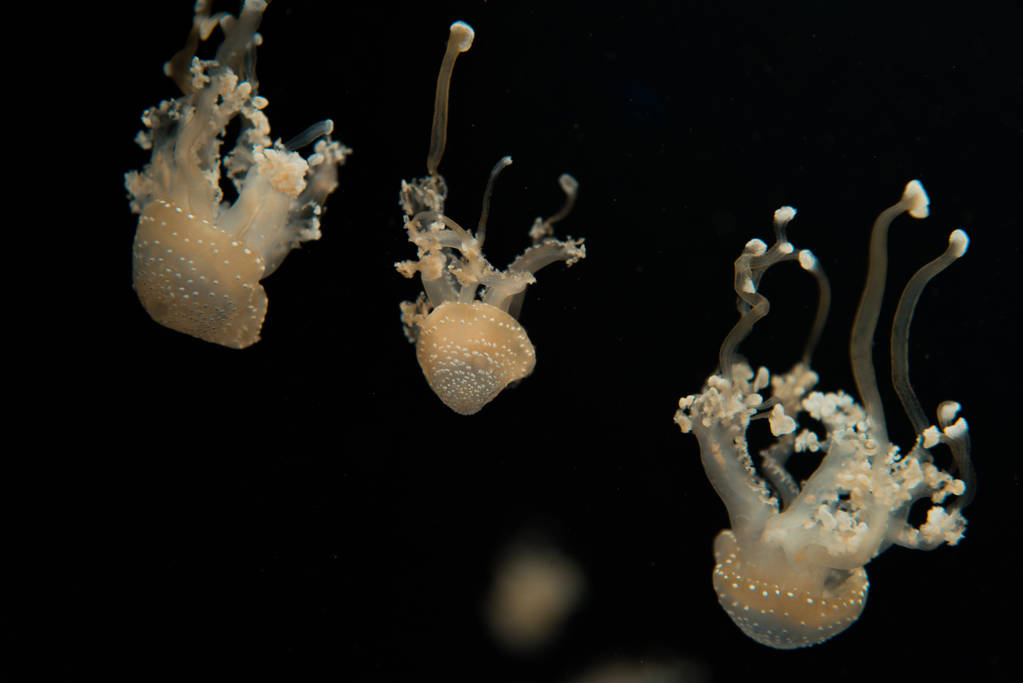 Пятнистые медузы с щупальцами на черном фоне
 - Фото, изображение