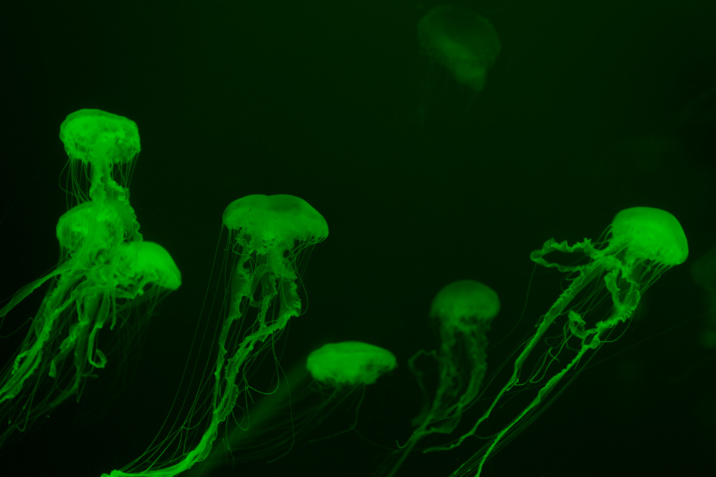 Meduusat vihreässä neonvalossa tummalla pohjalla
 - Valokuva, kuva