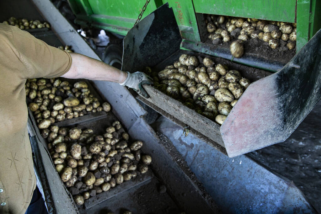 A farm worker assists a packing line for potatoes. Farm machinery during digging potatoes. Harvest time. - Photo, Image