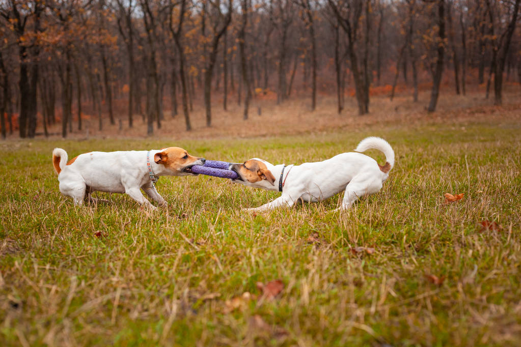 Две собаки породы Джек Рассел Терьер играют, дергая тягача на газоне в парке осенью
 - Фото, изображение