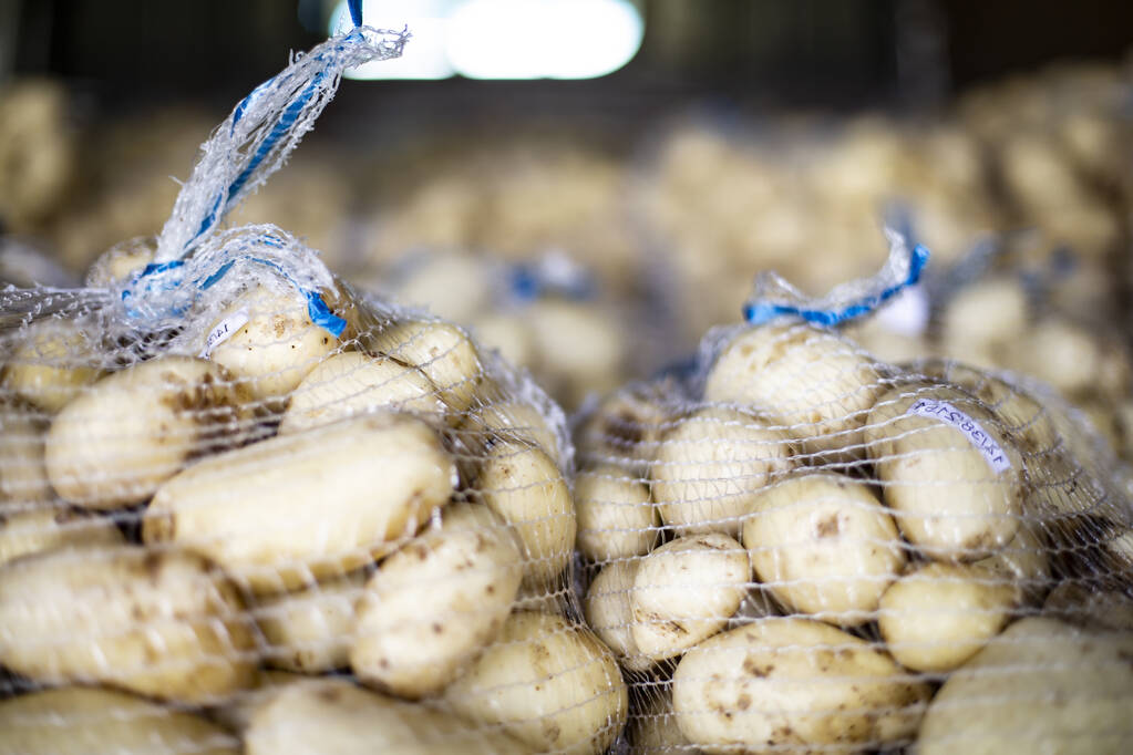 Stockage des pommes de terre. Pommes de terre fraîchement récoltées et lavées dans des sacs en filet dans un entrepôt
. - Photo, image