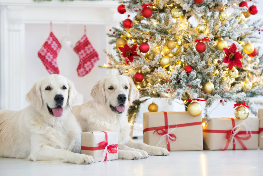 dva šťastní zlatí retrívři psi pózující u vánočního stromku s dárky - Fotografie, Obrázek
