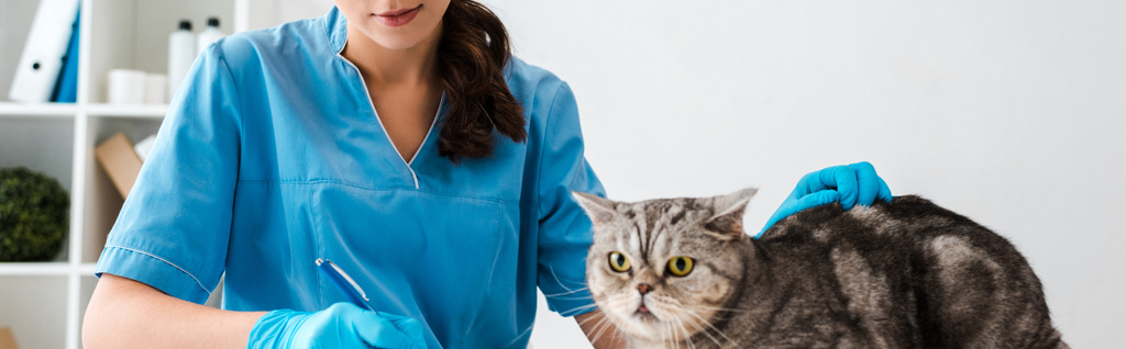 recortado vista de veterinaria escritura prescripción cerca tabby escocés recta gato
 - Foto, Imagen