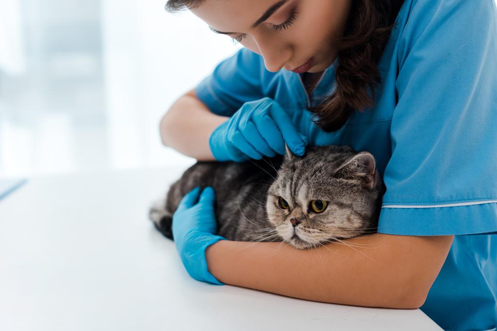 pozorný veterinární lékař zkoumá uši tabby skotské rovné kočky - Fotografie, Obrázek