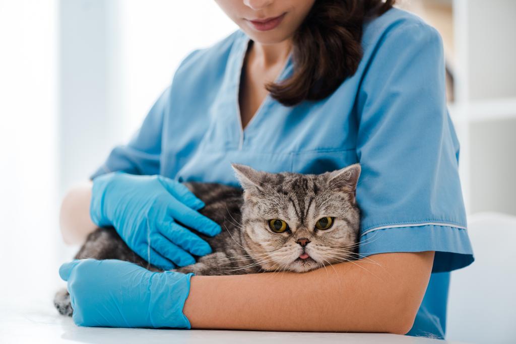 vista ritagliata del giovane veterinario esaminando tabby scozzese gatto dritto
 - Foto, immagini