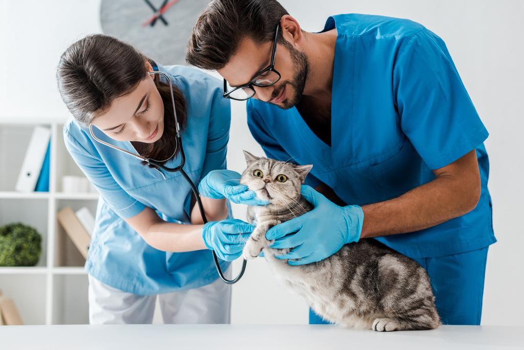 dva mladí veterináři zkoumají roztomilé skotské rovné kočky se stetoskopem - Fotografie, Obrázek