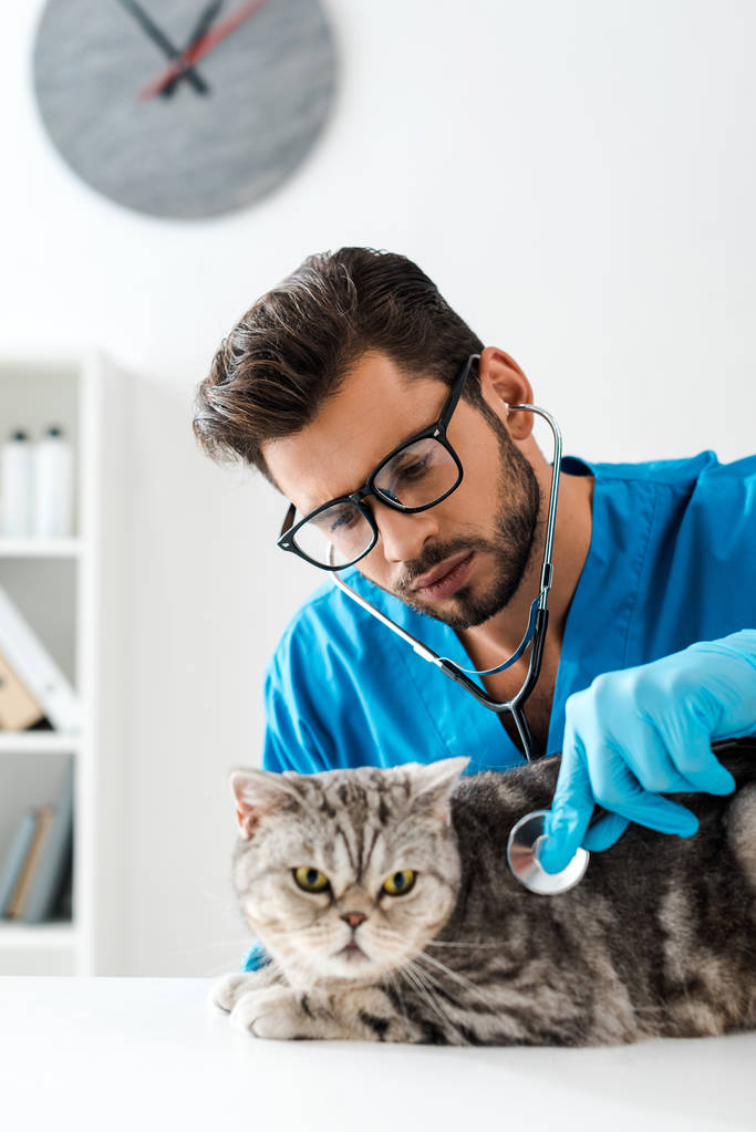 細心の注意を払って獣医師の検査タブスコットランドストレート猫とともに聴診器 - 写真・画像