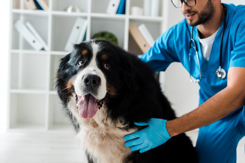 cropped view of veterinarian examining cute bernese mountain dog  - Photo, Image