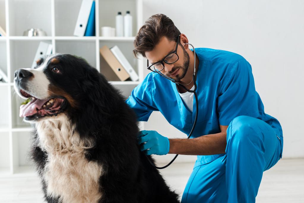 внимательный ветеринар осматривает горную собаку Бернеза стетоскопом
 - Фото, изображение
