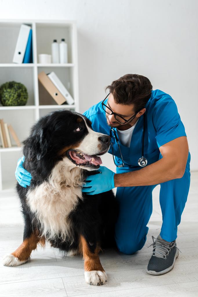 atento veterinario examinando adorable perro de montaña bernés
  - Foto, Imagen