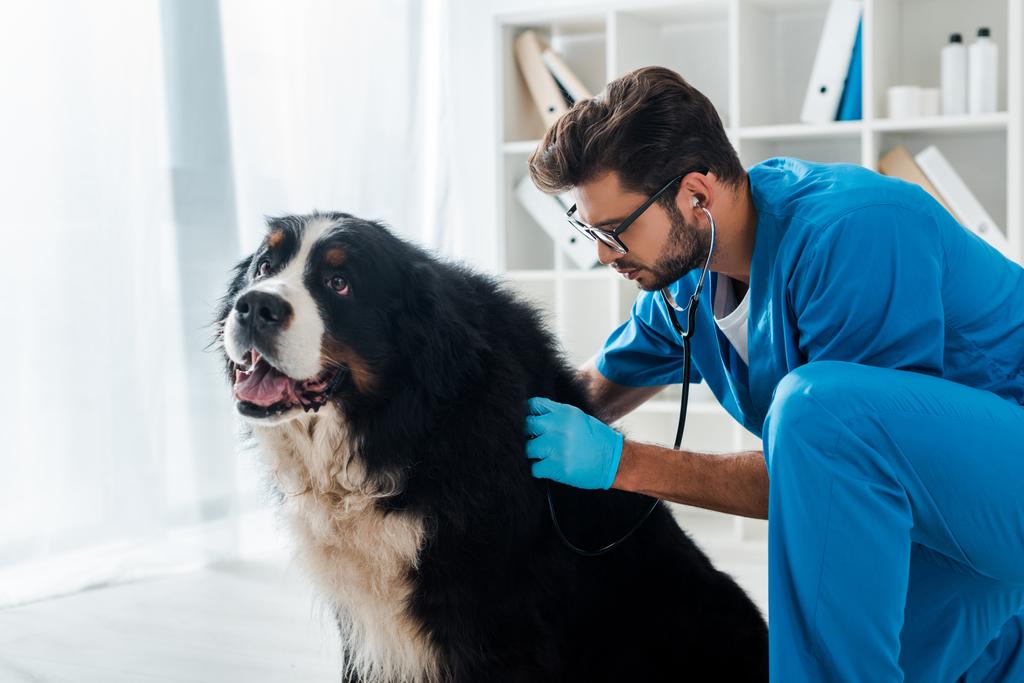 attentive veterinarian examining berner sennenhund dog with stethoscope - Photo, Image