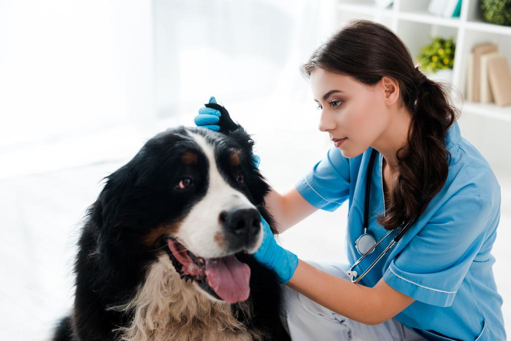 mladý, pozorný veterinární lékař zkoumá ucho bernského horského psa - Fotografie, Obrázek