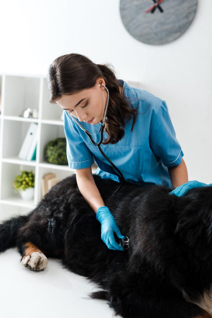 συμπυκνωμένος κτηνίατρος που εξετάζει Berner sennenhund σκυλί που βρίσκεται στο τραπέζι - Φωτογραφία, εικόνα
