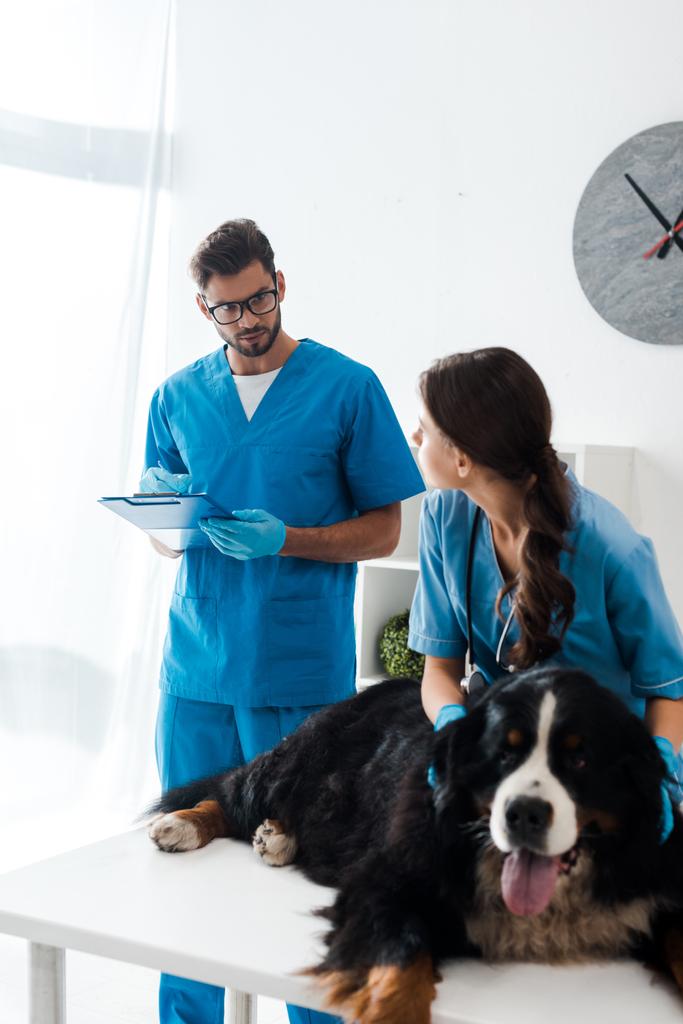 veterinário atencioso escrevendo na área de transferência, enquanto colega examinando cão de montanha bernese deitado na mesa
 - Foto, Imagem