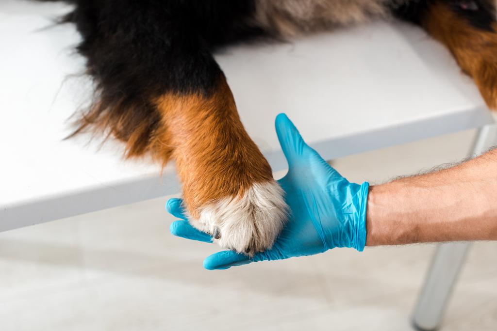 partial view of veterinarian holding paw of bernese mountain dog - 写真・画像