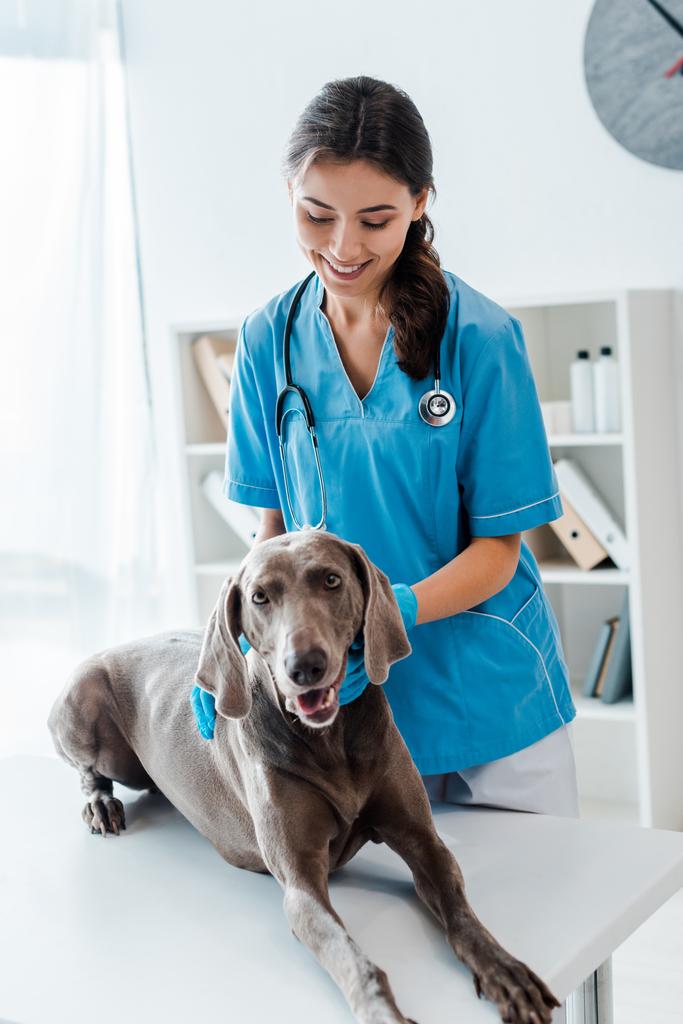 pěkný, usmívající se veterinární lékař zkoumání Weimaraner pes ležící na stole - Fotografie, Obrázek