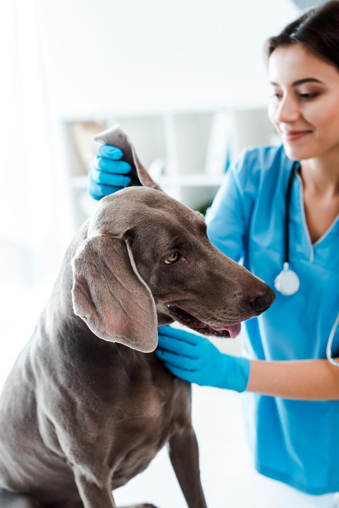 selective focus of smiling veterinarian examining ear of weimaraner dog  - 写真・画像