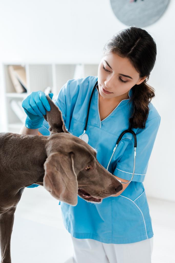 Hübscher, aufmerksamer Tierarzt untersucht Ohr von Weimaraner Hund  - Foto, Bild