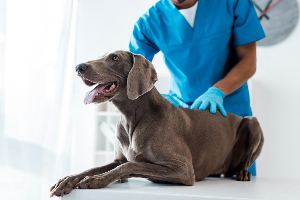 przycięty widok weterynarza badającego plecy psa weimaraner - Zdjęcie, obraz