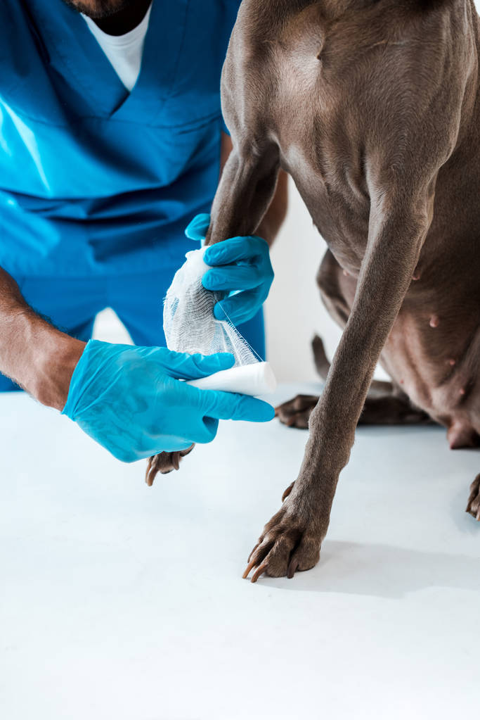 частичный вид ветеринарной перевязки лапы серой собаки, сидящей на столе
 - Фото, изображение