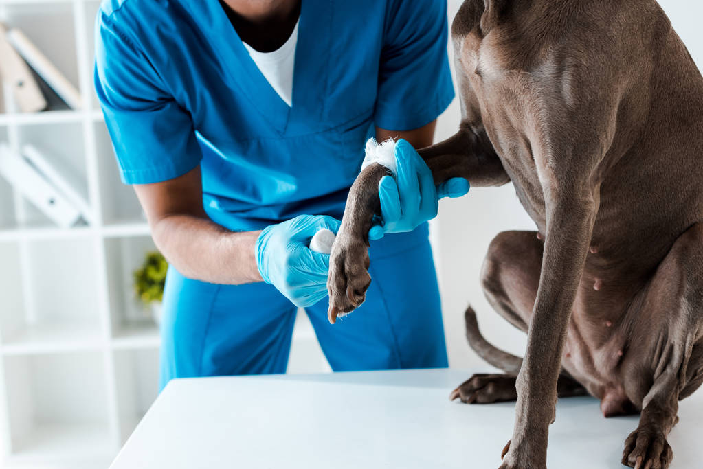 cropped view of veterinarian bandaging paw of grey dog sitting on table - 写真・画像