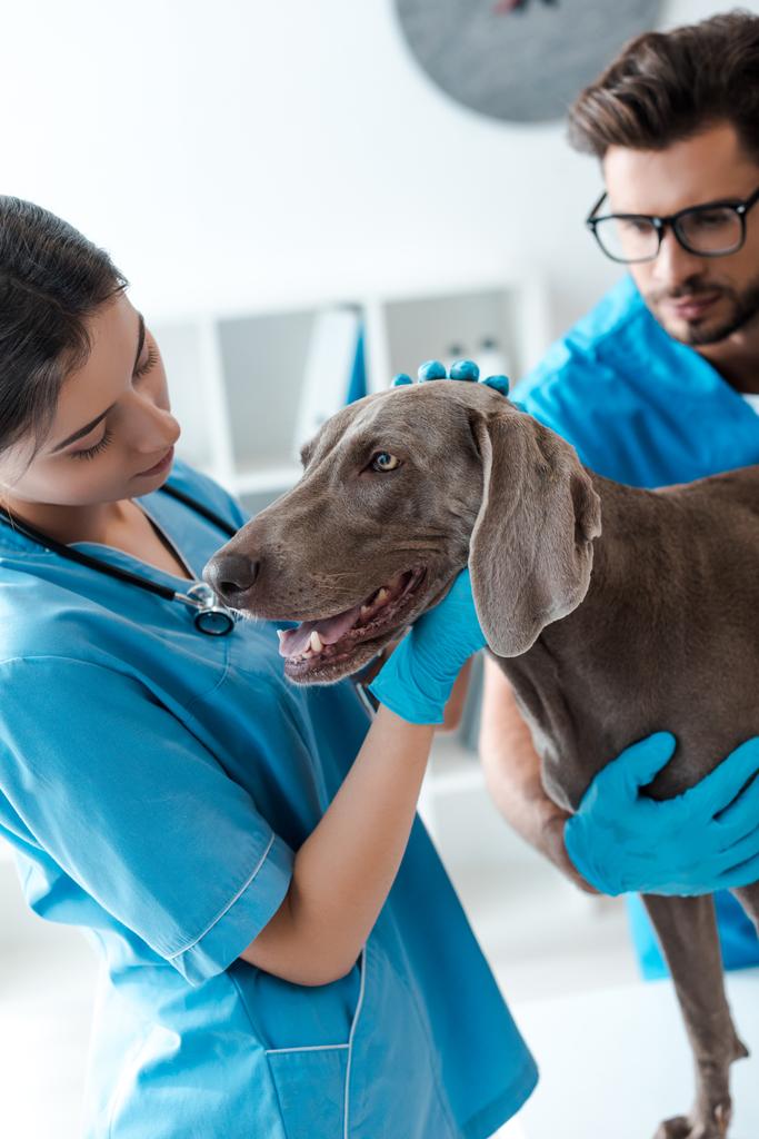 foco seletivo do veterinário assistente colega enquanto examina cão weimaraner
 - Foto, Imagem