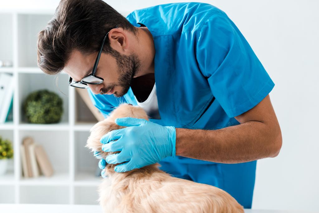 внимательный ветеринар в очках осматривает симпатичную пекинезную собаку
  - Фото, изображение