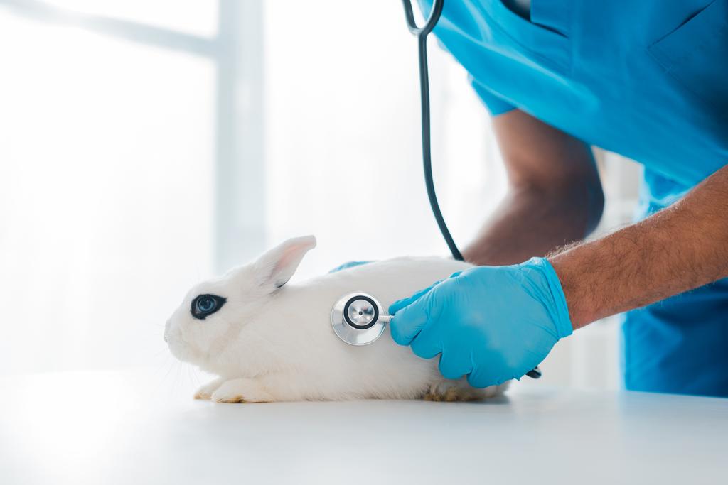 Tierarzt untersucht niedliches weißes Kaninchen mit Stethoskop - Foto, Bild