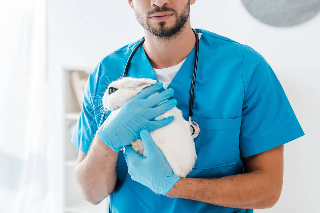 recortado vista de joven veterinario sosteniendo lindo conejo blanco en las manos
 - Foto, imagen