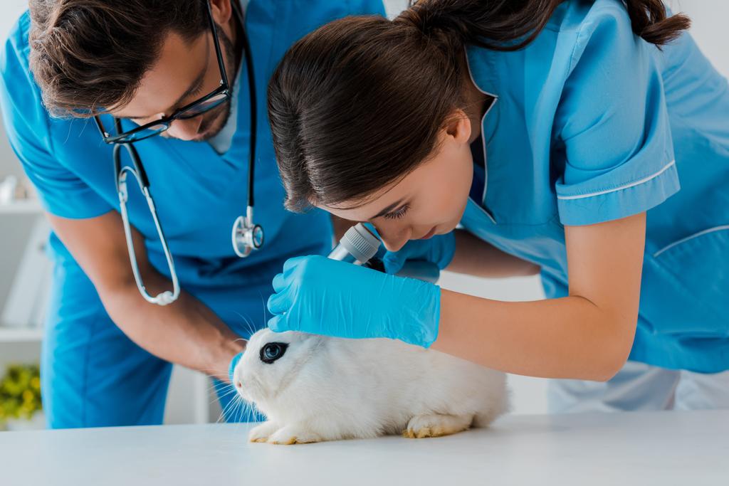 Junge Tierärztin assistiert Kollegin, die Kaninchen mit Otoskop untersucht - Foto, Bild