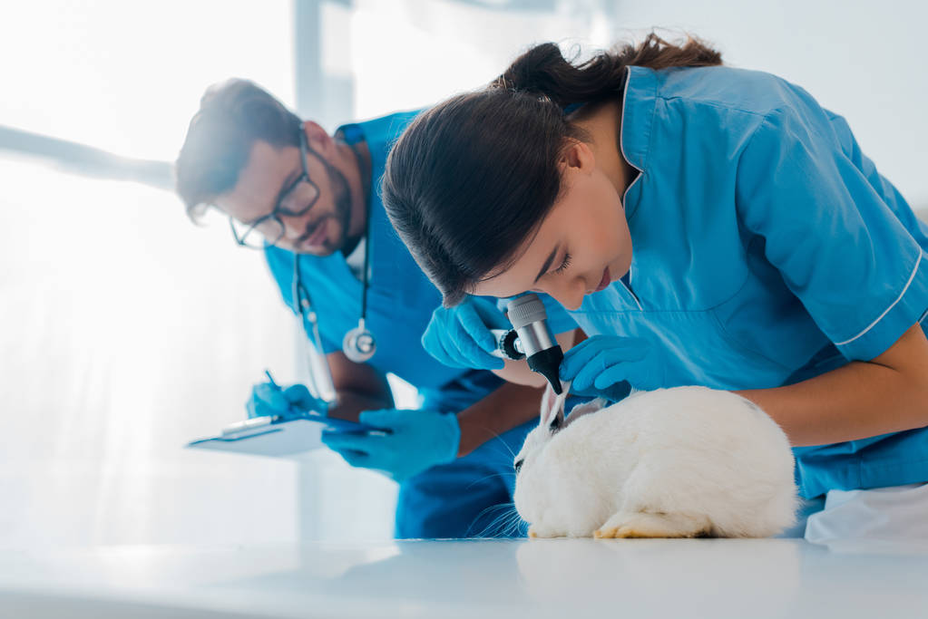 επιλεκτική εστίαση του κτηνιάτρου εξέταση κουνέλι με ωτοσκόπιο, ενώ συνάδελφος γραπτώς συνταγή  - Φωτογραφία, εικόνα