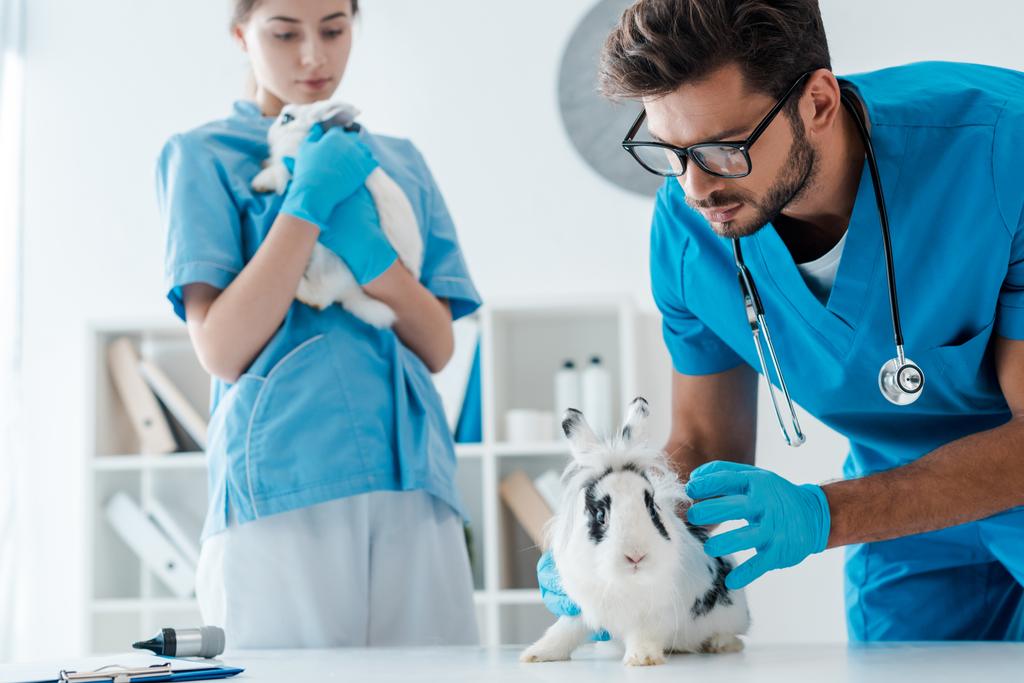 fiatal állatorvosok, akik két imádnivaló nyulat vizsgálnak a klinikán - Fotó, kép