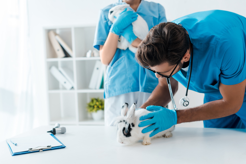 nuoret eläinlääkärit tutkimassa kahta suloista kania klinikalla
 - Valokuva, kuva