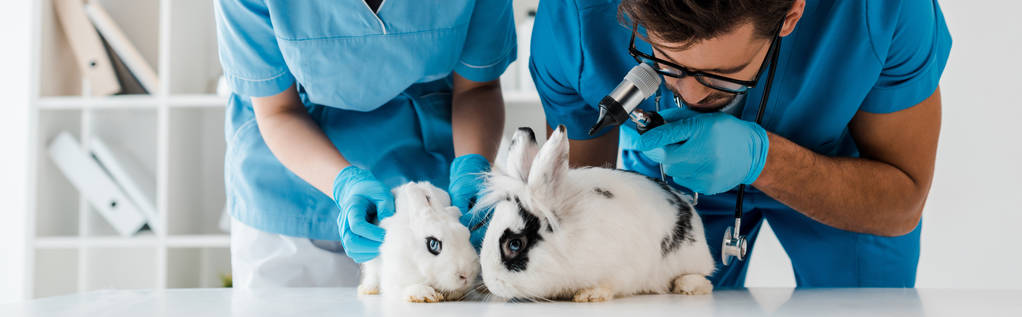 panoramatický záběr mladých veterinárních lékařů zkoumá dva roztomilé králíky s otoskopem - Fotografie, Obrázek