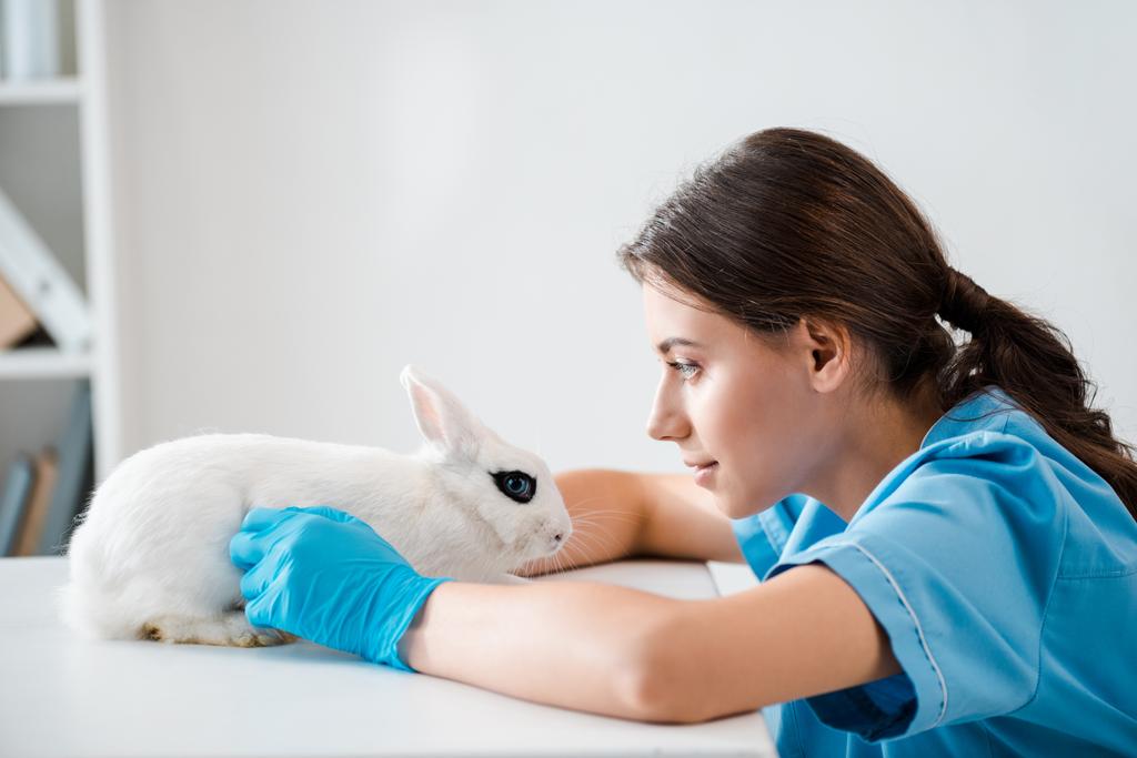 side view of attentive, positive veterinarian examining cute white rabbit sitting on table - Photo, Image