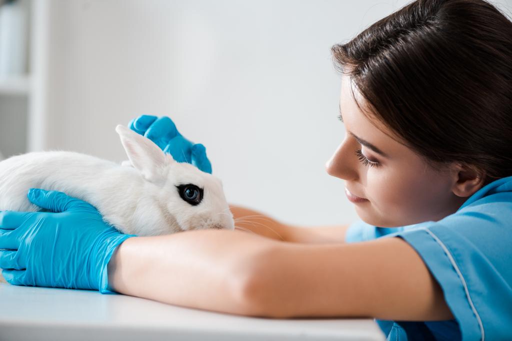 junger, positiver Tierarzt untersucht niedliches weißes Kaninchen auf Tisch sitzend - Foto, Bild