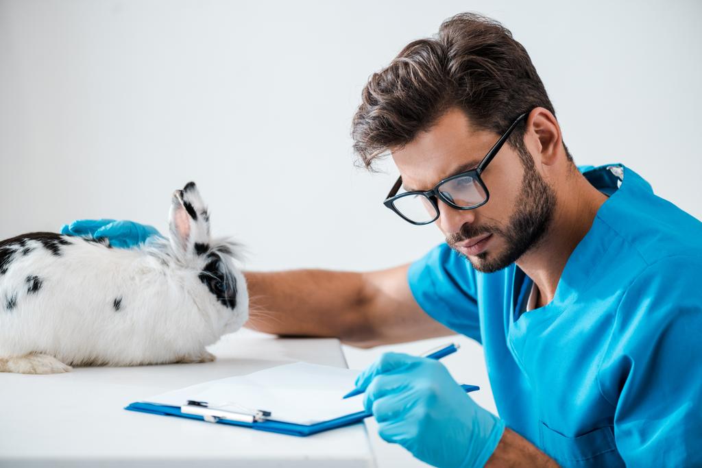 νέος, προσεκτικός κτηνίατρος που γράφει συνταγή στο πρόχειρο κοντά χαριτωμένο λευκό κουνέλι - Φωτογραφία, εικόνα