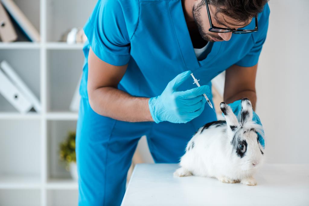młody lekarz weterynarii wykonujący wstrzyknięcie szczepionki dla słodkiego królika plamistego - Zdjęcie, obraz