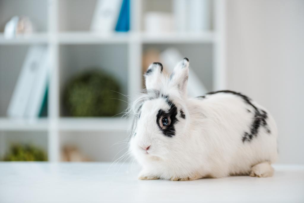 rozkošný, načechraný, skvrnitý králík na stole veterinární kliniky - Fotografie, Obrázek