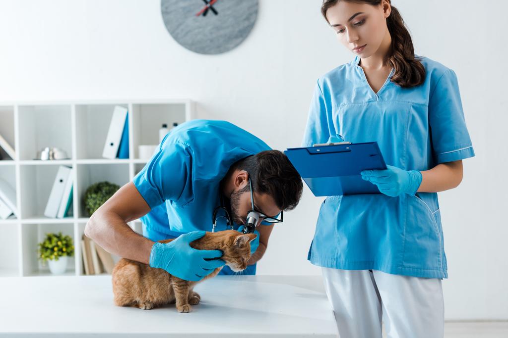 young veterinarian examining ears of red cat with otoscope while colleague writing on clipboard - 写真・画像