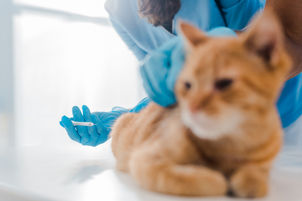 Ausgeschnittene Ansicht des Tierarztes, der rote Katze eine Spritze gibt  - Foto, Bild